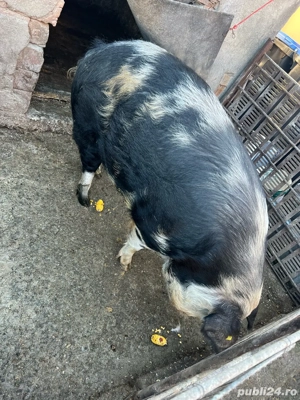 vand porc  - imagine 3