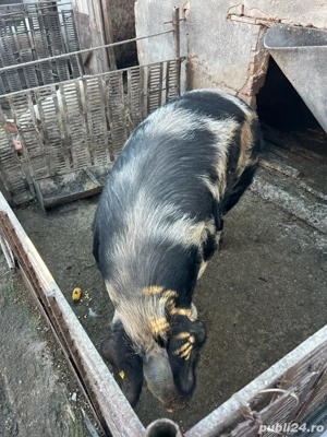 vand porc  - imagine 2