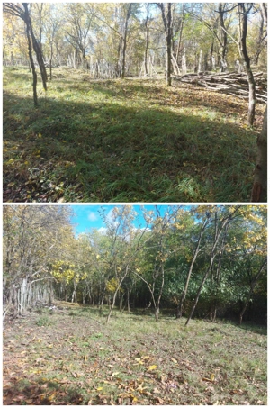 De vânzare 2 terenuri, com. Berevoiești, sat Ungureni, 3500mp, 8eur m2 - imagine 8