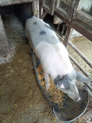 Animale porci - imagine 4