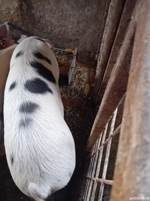 Vand porci și o scroafă - imagine 2