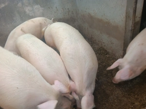 Vand porci crescuți cu hrana bio !  - imagine 4