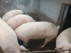 Vand porci crescuți cu hrana bio !  - imagine 3