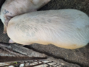 Vand porc! - imagine 2