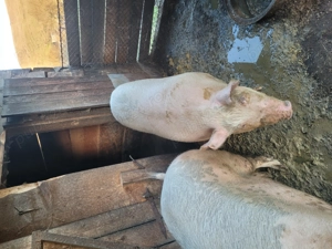 Vand porc! - imagine 4