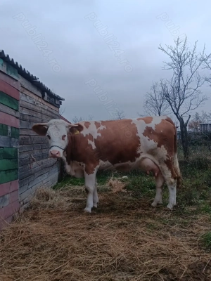 Vând o junica baltata românească de 2 ani și 7 luni montată 