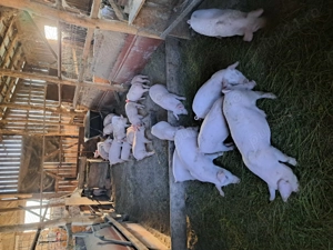 Vând purcei de nouă săptămâni  - imagine 3