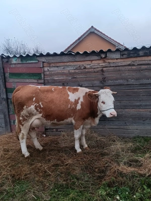 Vând o junica baltata românească de 2 ani și 7 luni montată  - imagine 4