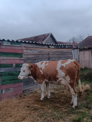 Vând o junica baltata românească de 2 ani și 7 luni montată  - imagine 2