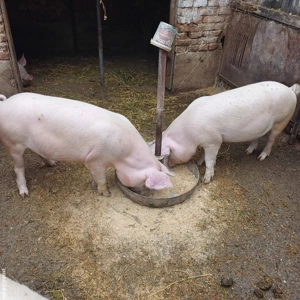 Porci 80-90 kg