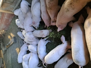 Vând purcei de nouă săptămâni  - imagine 2