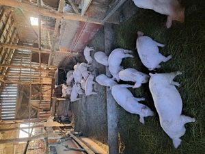 Vând purcei de nouă săptămâni 