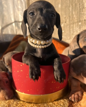 Femela teckel 6 saptamani - imagine 2