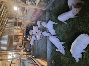 Vând purcei de nouă săptămâni  - imagine 5