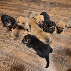 Pui Ciobanesc German - Shar-Pei Mix (Shepherd Pei)  Nas. 04 Oct. 2025, carnet, vaccin, deparazitare