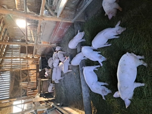 Vând purcei de nouă săptămâni  - imagine 4