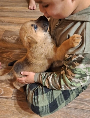 Gratis catre familii bune.  Pui Ciobanesc German - Shar-Pei Mix  carnet, vaccin, deparazitare - imagine 4