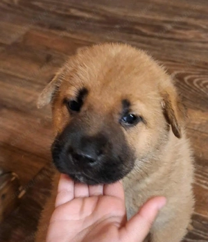 Gratis catre familii bune.  Pui Ciobanesc German - Shar-Pei Mix  carnet, vaccin, deparazitare - imagine 2