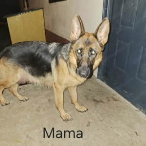 Gratis catre familii bune.  Pui Ciobanesc German - Shar-Pei Mix  carnet, vaccin, deparazitare - imagine 5