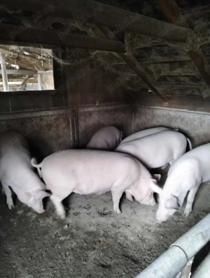 Porc De Vânzare - imagine 2