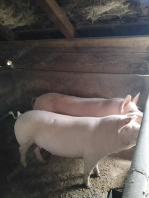 Porc De Vânzare - imagine 3