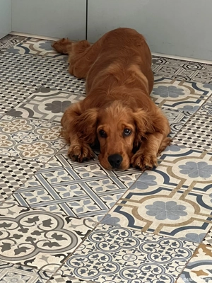 pereche de coker spaniol  din 2020