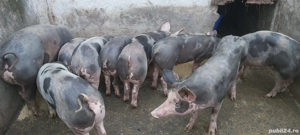 Grasuni de vânzare  - imagine 2