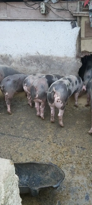 Grasuni de vânzare  - imagine 5