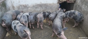 Grasuni de vânzare  - imagine 4