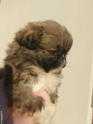 Fetiță si baiat, părinții se vad in poze 