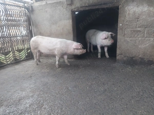 Purcei Soldani Landrace