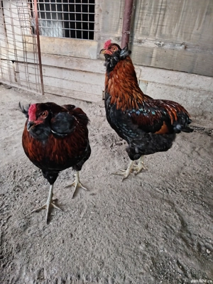 Vând cocoș Araucana