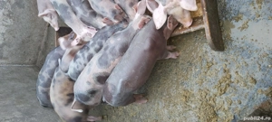 Grasuni de vanzare  - imagine 5