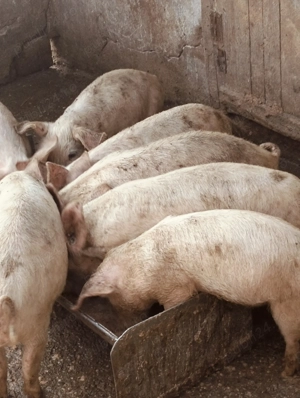 Șoldani de 14 săptămâni 