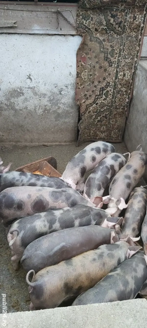 Grasuni de vanzare  - imagine 2