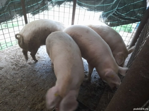 Vand porci grasi intre 100-120 kg,pret 15lei kg in Varciorog.telefon: 