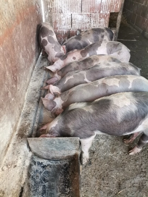 Vând purcei pietrean  - imagine 4