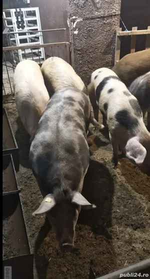 Porci de Vanzare - imagine 3