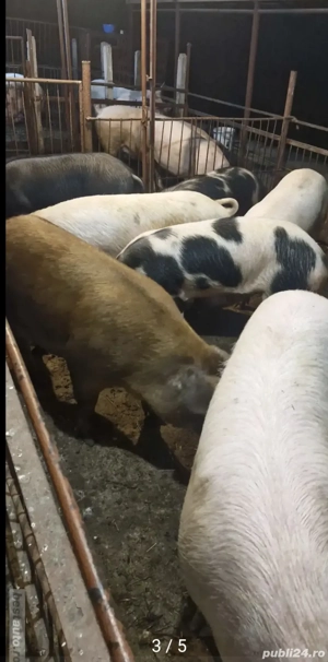 Porci de Vanzare - imagine 2