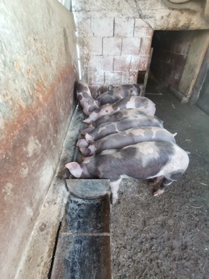 Vând purcei pietrean  - imagine 2