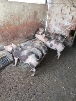 Vând purcei pietrean  - imagine 3