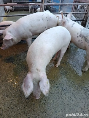 vand porci - imagine 2