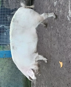 Porc de vanzare - imagine 2