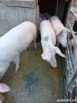 vand porci - imagine 3