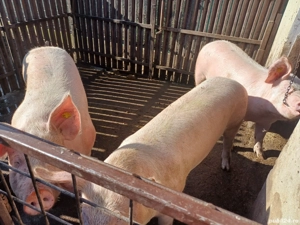 vand porci - imagine 2