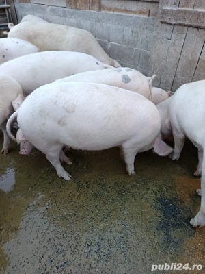 vand porci - imagine 4
