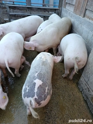 vand porci - imagine 5