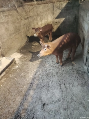 Vând două Grăsune.Rasa Duroc Pur.