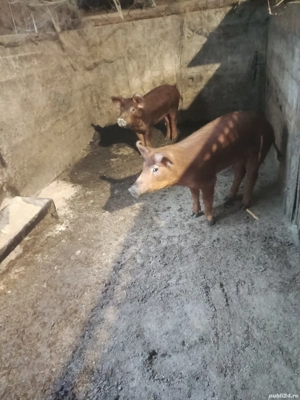 Vând două Grăsune.Rasa Duroc Pur. - imagine 2