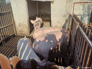 vand porci - imagine 5